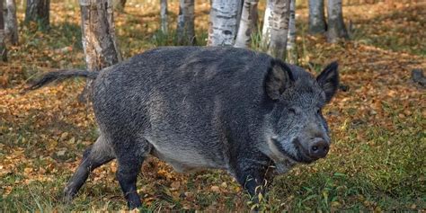 State To Seek Centres Approval To Declare Wild Boar As
