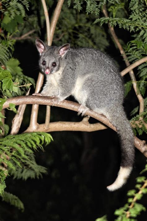 Find Out The Impressive Characteristics Of Ringtail Possum Page 2