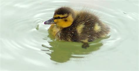 Baby Duck Lovestruck Flickr