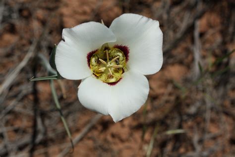 Sego Lily Wy Lily Plants Our Love