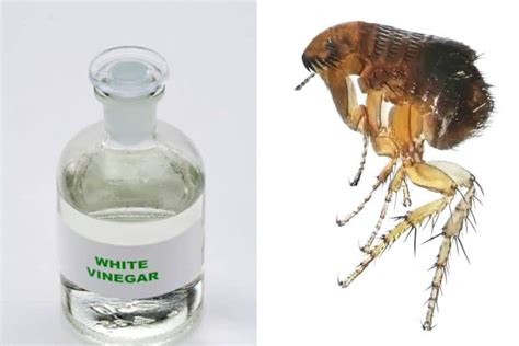 Does White Vinegar Kill Fleas How To Use White Vinegar For Fleas