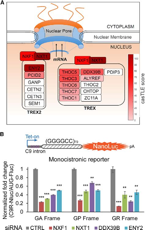 Figure 2 From Crispr Cas9 Screens Identify The Rna Helicase Ddx3x As A