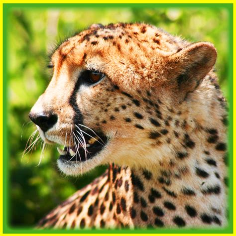 Relative Top Speeds Of Common Land Animals Is The Cheetah Really The