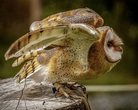 Where Do Barn Owls Live States And Best Hiding Spots