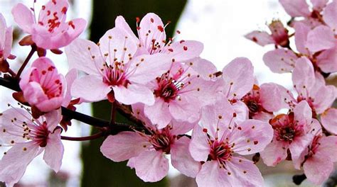 27.03.2021 · musim bunga 'sakura malaysia' melanda negara. LIPI Budidayakan Tanaman Bunga Sakura di Kebun Raya…