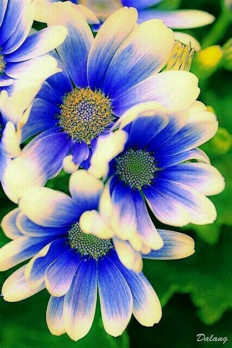 Llorar fuerte y con gran pena, a __ viva. Gerbera de color azul y borde amarillo género de plantas ornamentales de la familia Asteraceae ...