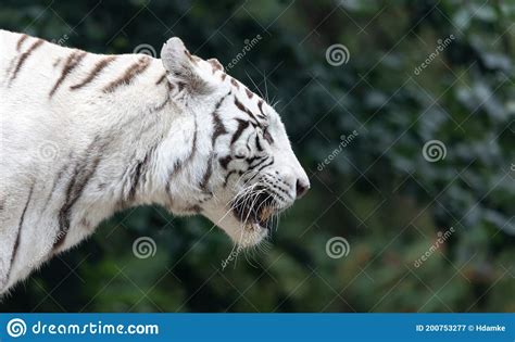 Side Close Up View Of A White Bengal Tiger Stock Image Image Of