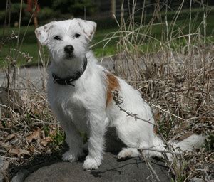 The adoption fee under 8 years ($225), over 8 years ($100) and special needs are waived with screening. Pets for Adoption at Jack Russell Rescue Oregon Washington ...