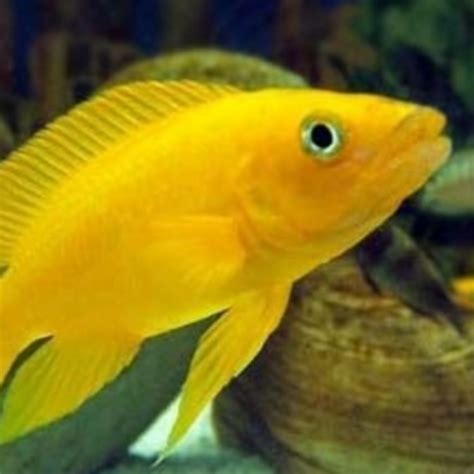 Infomina 10 Jenis Ikan Hias Yang Cantik Dan Mudah Dipelihara Di Rumah