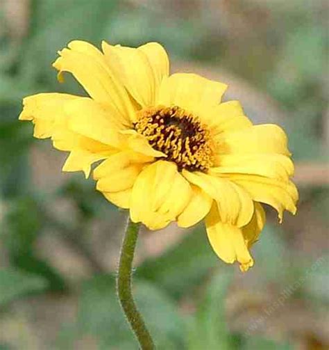 Encelia Californica Coast Sunflower