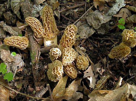 Harvesting Wild Morel Mushrooms Outdoor News