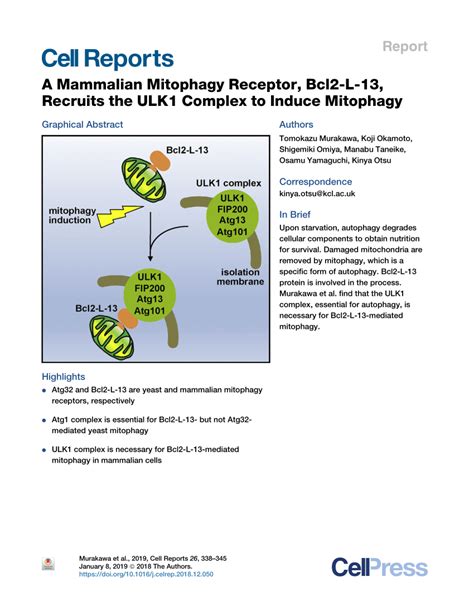 PDF A Mammalian Mitophagy Receptor Bcl2 L 13 Recruits The ULK1