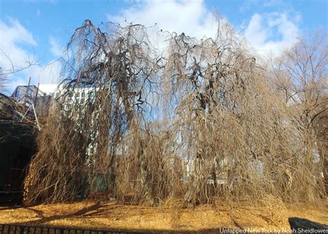 Great branching interest and color splash! 17 Hidden Gems in Flushing, Queens - Untapped New York