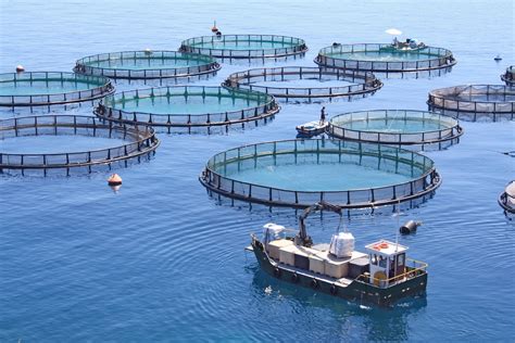 Understanding Stakeholders In Chinas Aquaculture Value Chain Collective Responsibility