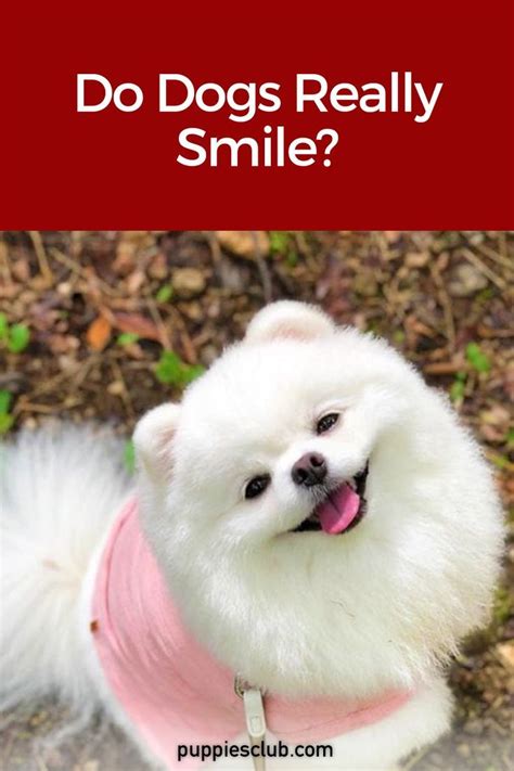 Do Dogs Really Smile Puppies Club Teacup Puppies Dog Facts Puppies