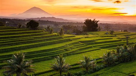 Jatiluwih Rice Terraces At Sunrise Bali Indonesia Windows Spotlight