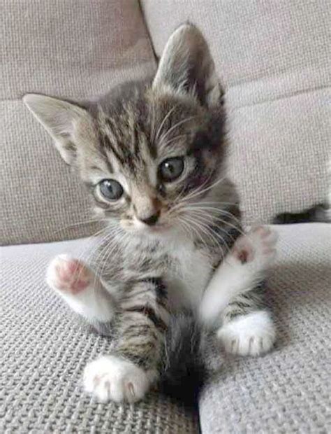 Gorgeous little black and white kittens for sale. Kittens For Free Birmingham or Long Hair Kittens For ...