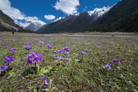 Wild Flower Blooming At Yumthang Valleylachungsikkimindia Stock