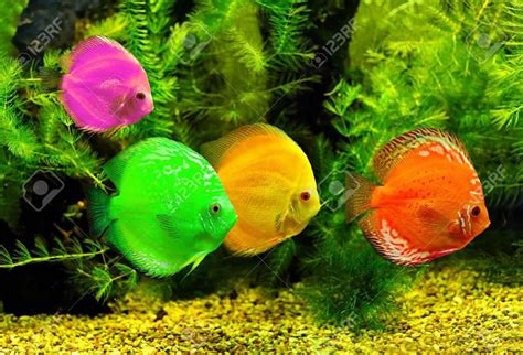 Beautiful Real Colourful Marine Fishes Natural Aquarium With Relaxing