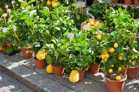 Seedling Citrus Tree Plant In The Small Pot Stock Photo Image Of
