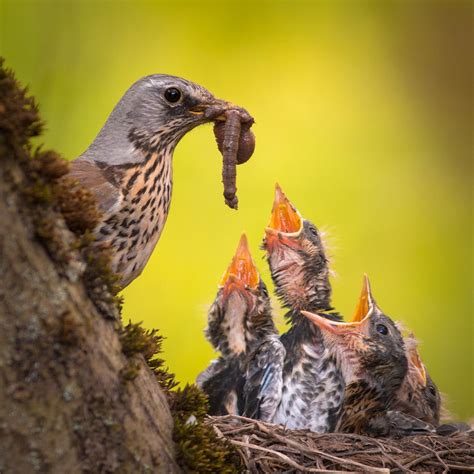 Feeding Chicks Chicks Bird Photo Animals