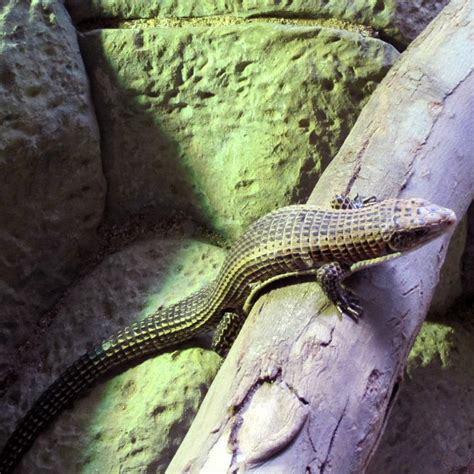 Great Plated Lizard