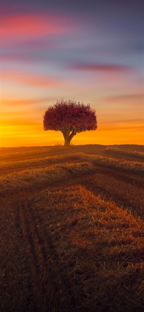 Lone Tree Wallpaper 4k Agriculture Fields Sunset Evening Landscape