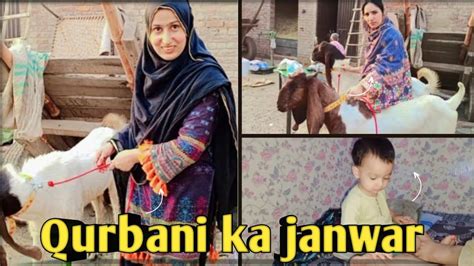 Qurbani Ka Janwar Dekhny Mandi Gay Itny Mehangy Bakry YouTube