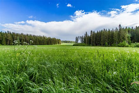 Field Grass Forest Trees Sky Landscape Wallpapers Hd Desktop And Mobile Backgrounds