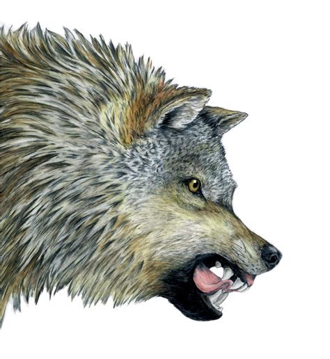 Wolf Head Side View Drawing At Explore Collection