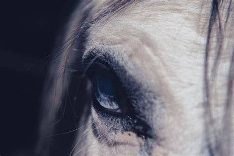 6 Fakta Kuda Hewan Kuat Yang Sangat Berguna Bagi Manusia