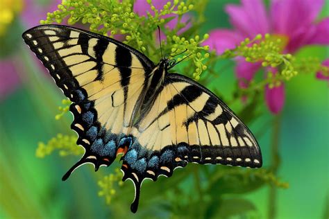 Eastern Tiger Swallowtail Butterfly Photograph By Darrell Gulin Pixels