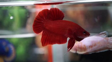 Live Betta Fish Male Super Red Halfmoon Plakat Youtube