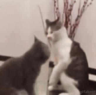 Cat Fight GIF Find Share On GIPHY