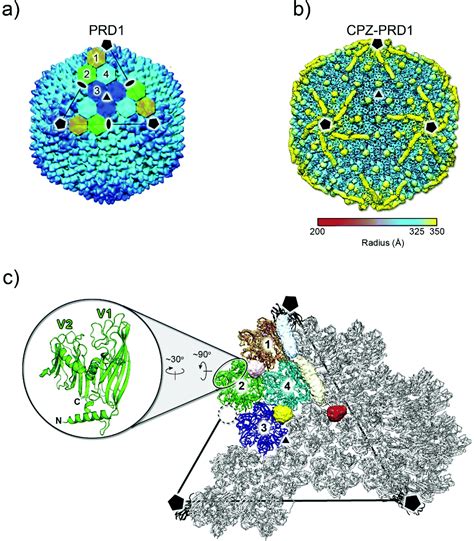 Bacteriophage Prd As A Nanoscaffold For Drug Loading Nanoscale Rsc