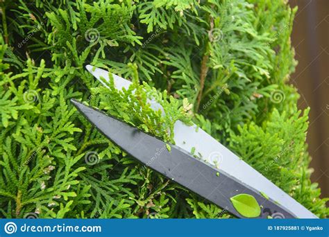 Hands Are Cut Bush Clippers In Garden Stock Image Image Of Power