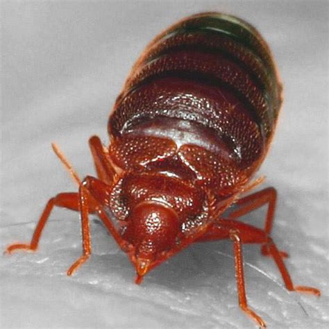 Bed Bug Pest Control Dublin