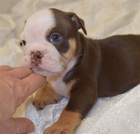 Our chocolate and tan tri bulldog lexi has given birth naturally to quality puppies. Chocolate tri english bulldog puppy for sale