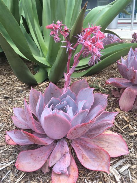 Echeveria Afterglow Flowering Succulents Types Of Succulents
