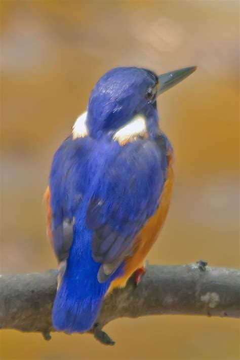 Azure Kingfisher This Is Why They Are Called An Azure King Flickr