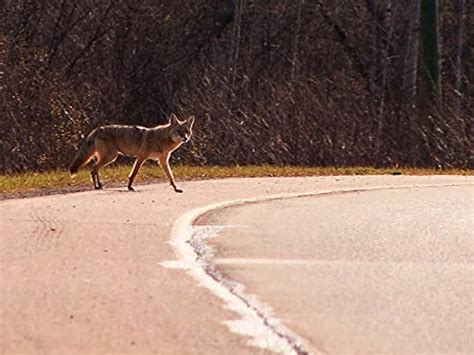Coyote Chase