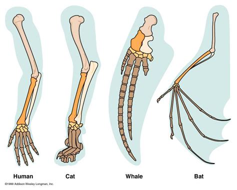 Darwin used descent with modification as a shorthand version of evolution. Ch 22 - Descent with Modification at Wharton County Junior ...