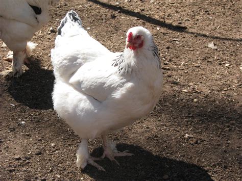 Light Brahma Hen Farm Chicks Rare Breed Chicken Farm