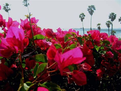 Works on left or right handed doors smartkey technology up to 50 users & smart phone access set schedules for customized access easily installs in minutes with just a screwdriver Fragrant Glance Of San Clemente Pier by Melissa McCrann ...