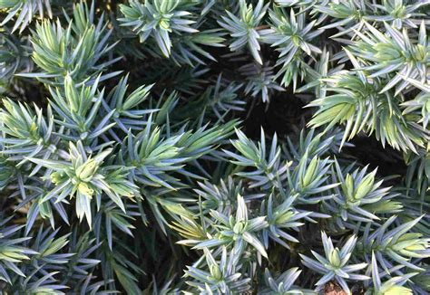 Blue Star Juniper Care And Growing Guide