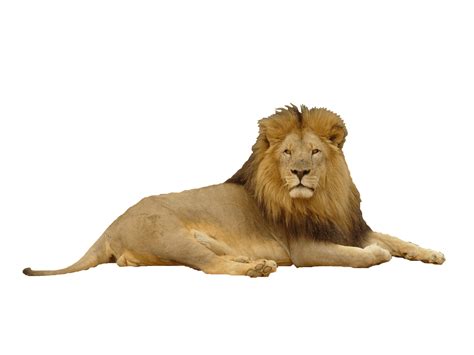 Lion White Backgrounds Wallpaper Cave