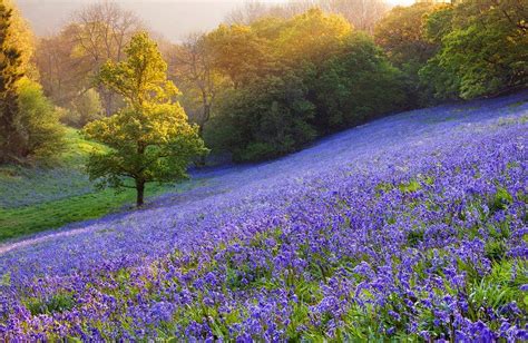 Bluebell Meadow Dorset Photo By Simon Byrne Beautiful Landscapes