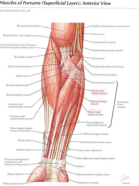 Anterior Aspect Of The Muscles Of The Elbow And Forearm Netter Muscle Anatomy Body Anatomy