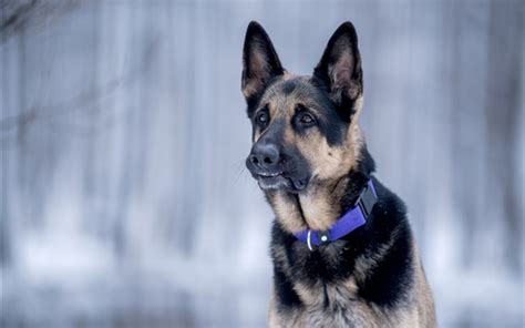 Wallpaper German Shepherd Front View Dog Face Hd Picture Image