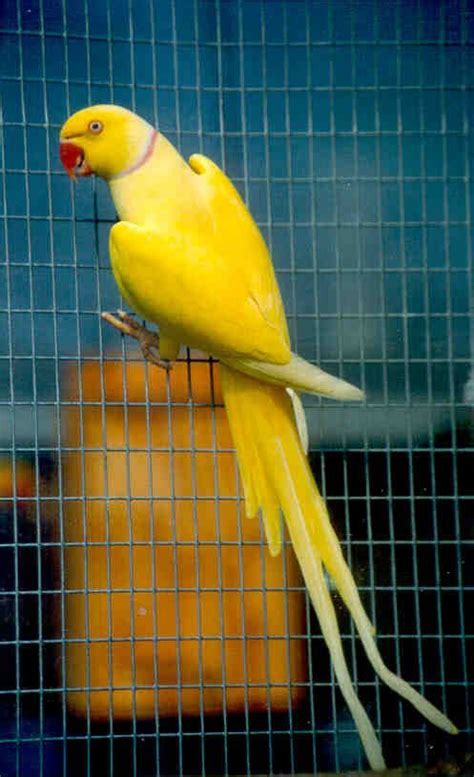 A Beautiful Yellow Indian Ringneck Parrot Parrots Ringneck Birds